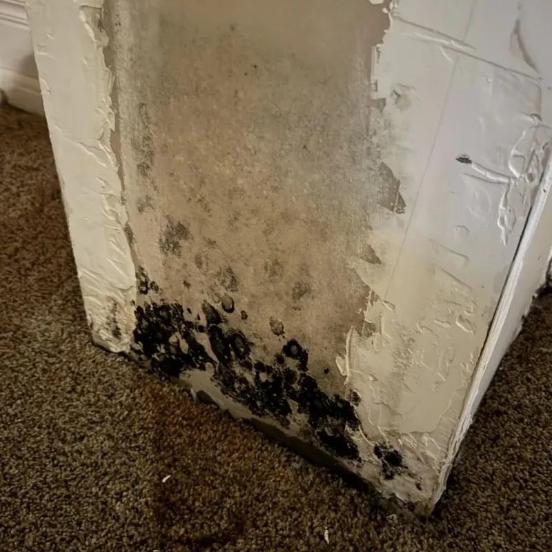 Professional Mold Removal in Baltimore County, MD